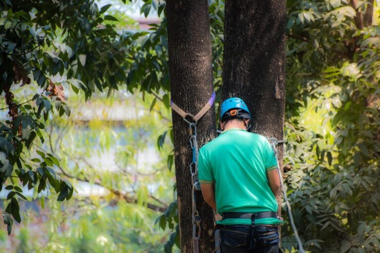 How Do Tree Surgeons Keep Your Trees Healthy and Strong? Tree Surgeons